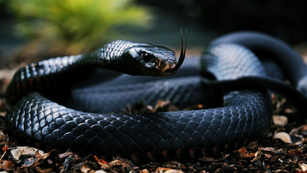 Шипящая красота: самые красивые змеи в мире
